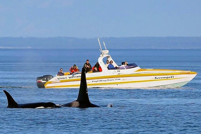 Victoria Whale and Wildlife Cruise - Timing, weather, and cancellation details