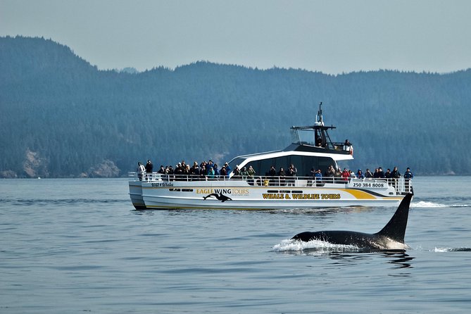 Victoria Whale and Wildlife Cruise - Searching for orcas, humpbacks, and gray whales