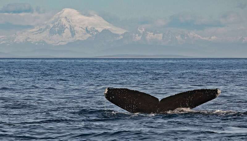 Victoria: Whale and Wildlife Semi-Covered Boating Tour - Leaving Dallas Road and entering the Salish Sea