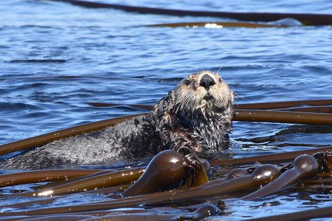 Victoria Whale Watch Tour - Why this Victoria whale watch is worth your time