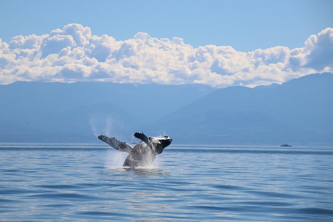 Victoria Whale Watch Tour - What the naturalists add to the trip