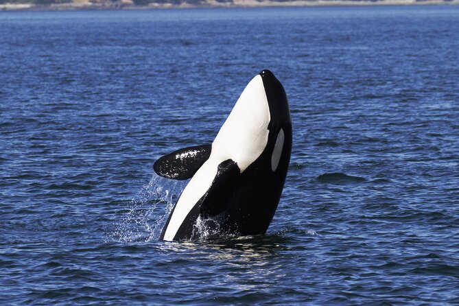 Victoria Whale Watch Tour - Is $126.92 a fair price?