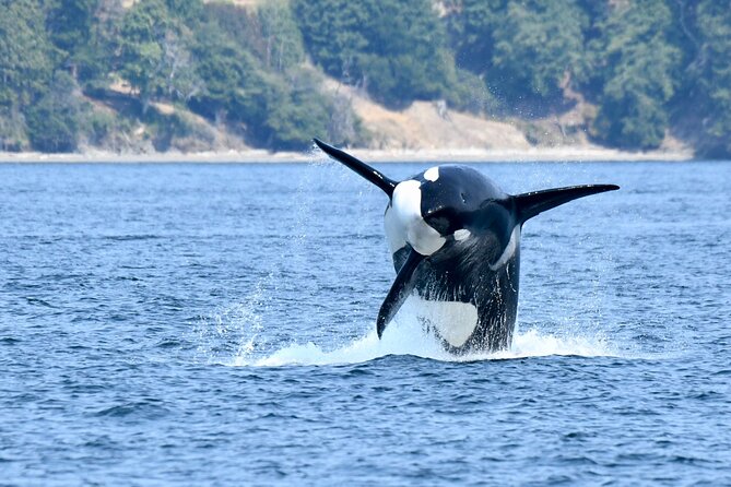 Victoria Whale Watch Tour - Practical tips for a better day on the water
