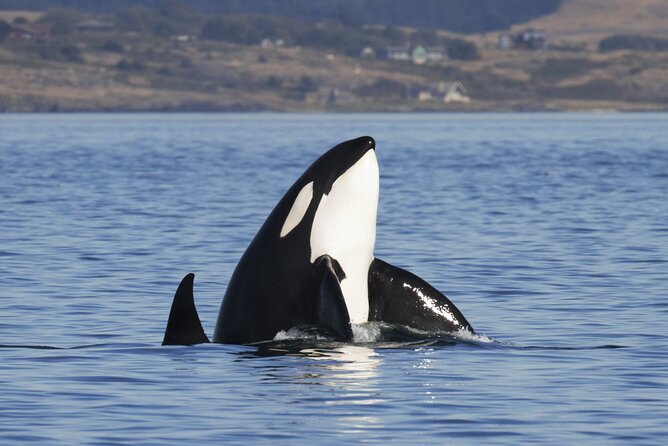 Victoria Whale Watch Tour - From 1119 Wharf Street to open water