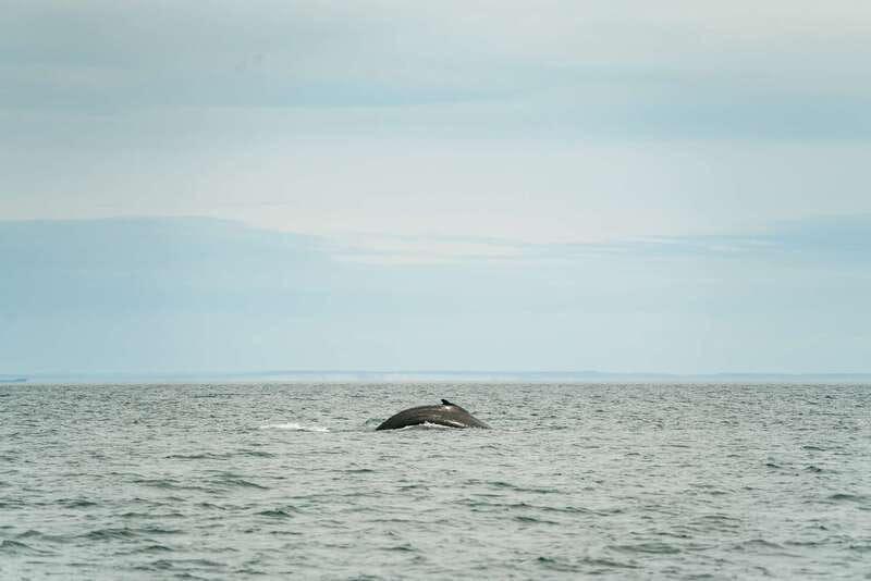Victoria: Whale Watching Adventure in a Zodiac Boat - Key points to know before you book