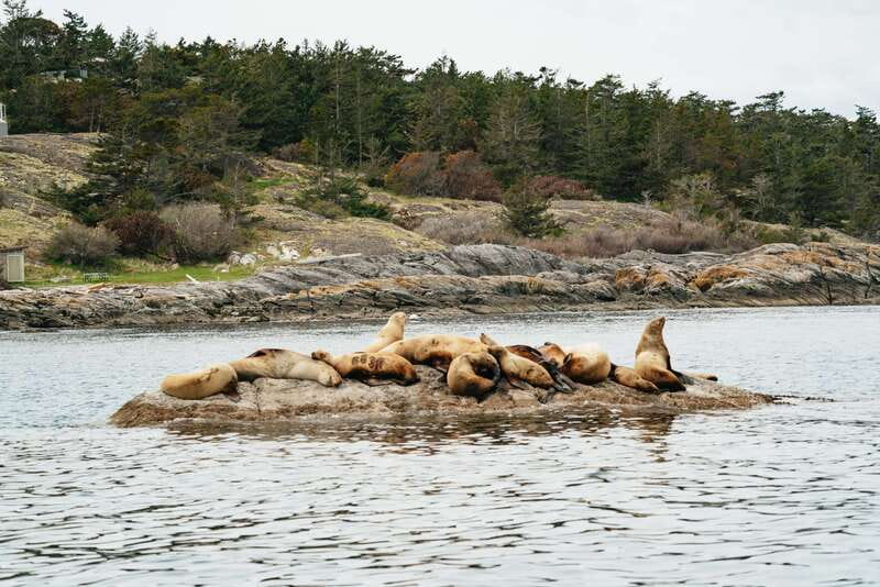 Victoria: Whale Watching Adventure in a Zodiac Boat - Leaving Victoria Harbour in a 12-seat Zodiac
