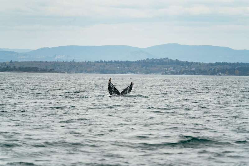 Victoria: Whale Watching Adventure in a Zodiac Boat - The guides make the search worthwhile