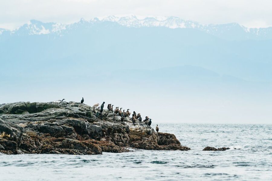 Victoria: Whale Watching Adventure in a Zodiac Boat - How the Zodiac compares with a larger boat