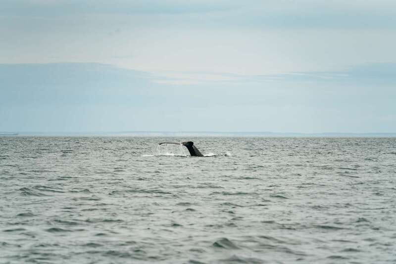 Victoria: Whale Watching Adventure in a Zodiac Boat - Is $149 a fair price?