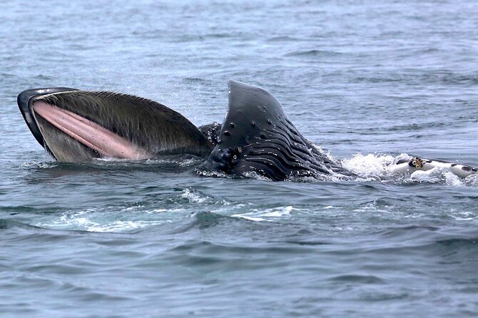 Victoria Whale Watching Cruise with Expert Naturalists - Setting out from 645 Humboldt Street
