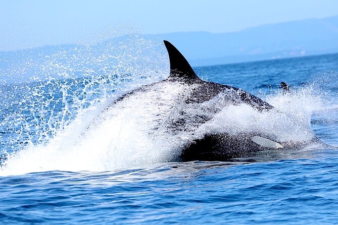 Victoria Whale Watching Cruise with Expert Naturalists - Two naturalists make the difference