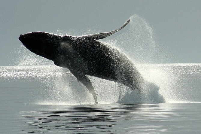Victoria Whale Watching Cruise with Expert Naturalists - Boat comfort, space, and the open-water reality
