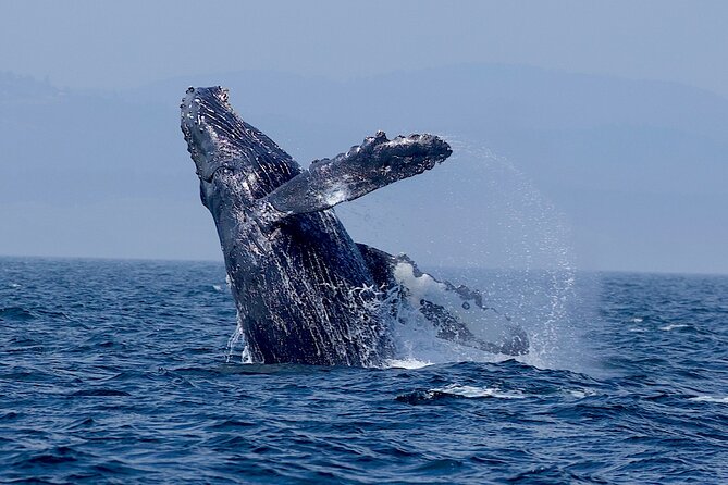 Victoria Whale Watching Cruise with Expert Naturalists - Is the price fair at $134.02?