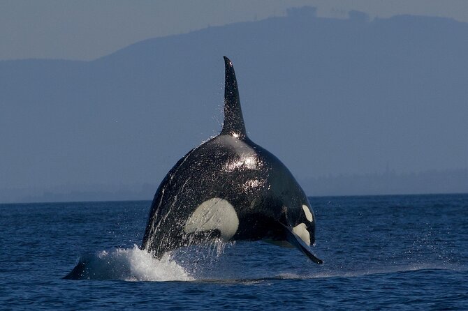 Victoria Whale Watching Cruise with Expert Naturalists - Weather, cancellations, and the need for a backup plan