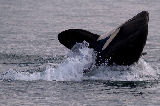 Victoria Whale Watching Cruise with Expert Naturalists - Getting there and handling access needs