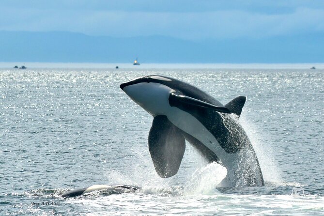Victoria Whale Watching Tour by Zodiac - Why a Victoria Zodiac tour feels different