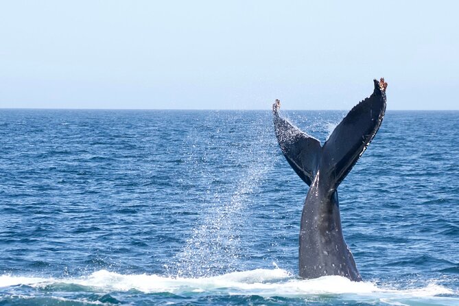 Victoria Whale Watching Tour by Zodiac - Searching the Salish Sea for whales