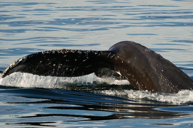 Victoria Whale Watching Tour by Zodiac - Sea lions, seals, and eagle sightings