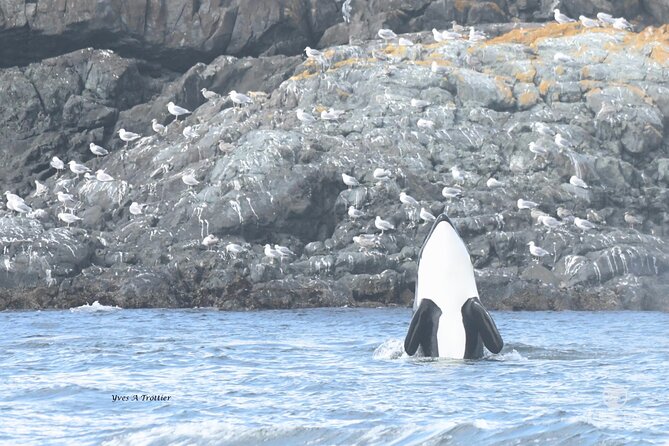 Victoria Whale Watching Tour by Zodiac - Why the guide can make or break the trip