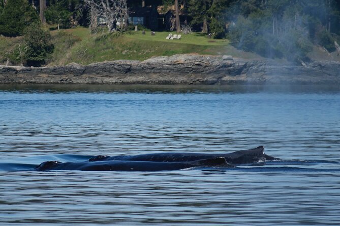 Victoria Whale Watching Tour by Zodiac - The return to Victoria and the three-hour timing