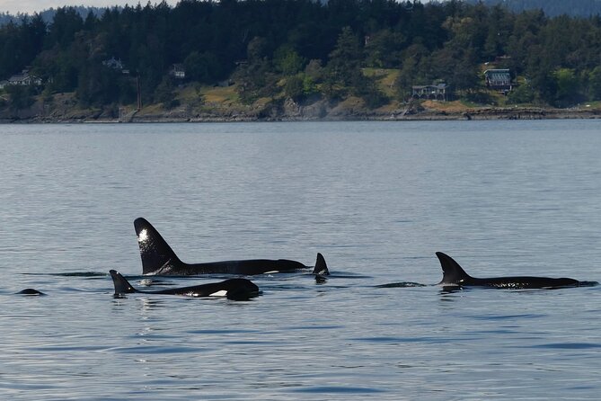 Victoria Whale Watching Tour by Zodiac - Is the $111.91 price good value?