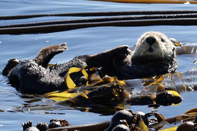 Victoria Whale Watching Tour by Zodiac - Checking in at 1119 Wharf Street