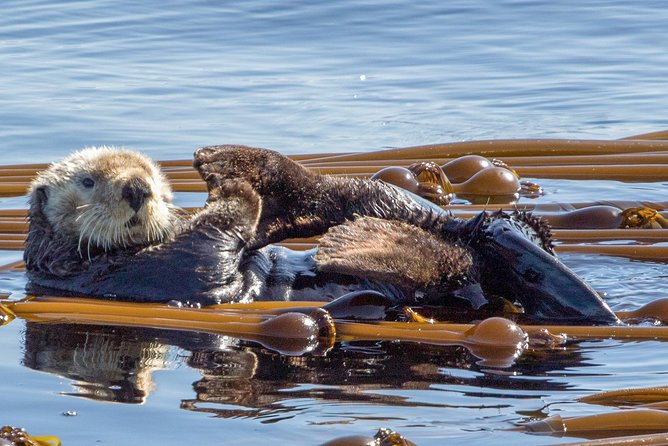 Victoria Whale Watching Tour on a Covered Vessel - Why this covered boat is a smart choice