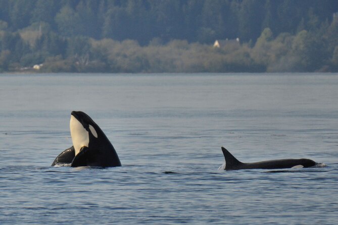 Victoria Whale Watching Tour on a Covered Vessel - Humpbacks, orcas, and the wider cast