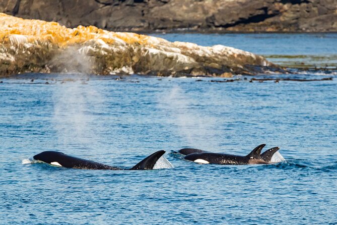 Victoria Whale Watching Tour on a Covered Vessel - Indoor warmth or outdoor exposure