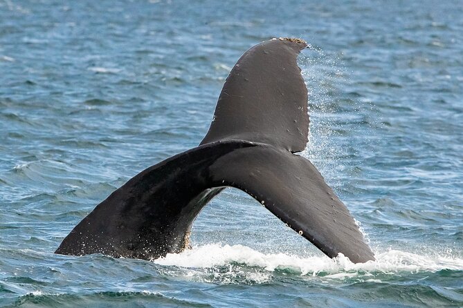 Victoria Whale Watching Tour on a Covered Vessel - Who will enjoy this tour most?