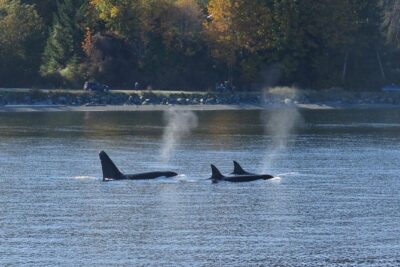 Victoria Zodiac Boat Whale Watching Adventure