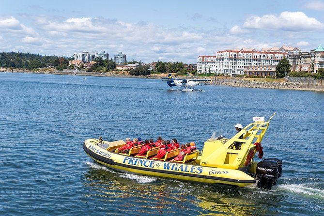 Victoria Zodiac Boat Whale Watching Adventure - More than whales: seals, sea lions, otters, and coastal birds