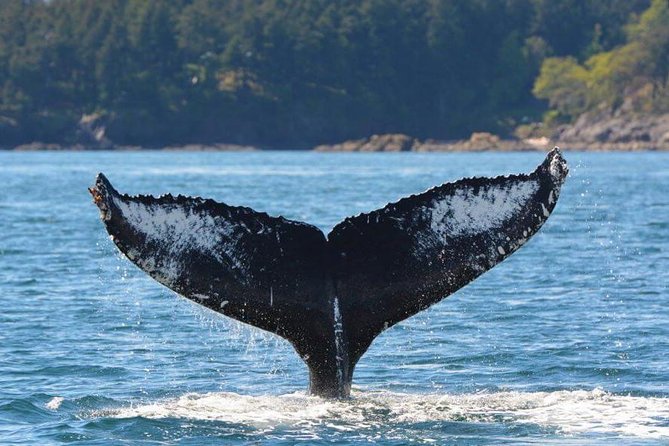 Victoria Zodiac Boat Whale Watching Adventure - What makes the guides worth listening to
