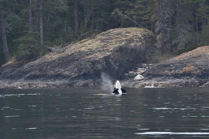 Victoria Zodiac Boat Whale Watching Adventure - Cancellation, weather, and practical limits