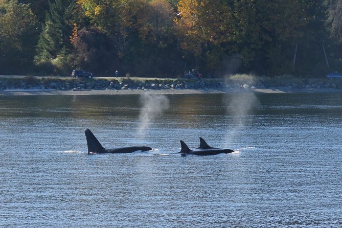 Victoria Zodiac Boat Whale Watching Adventure - Why the open boat changes the whale-watching experience