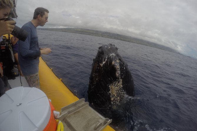 VIP (12 Guests ONLY) Ultimate Whale Watch - Why the low viewpoint makes a difference