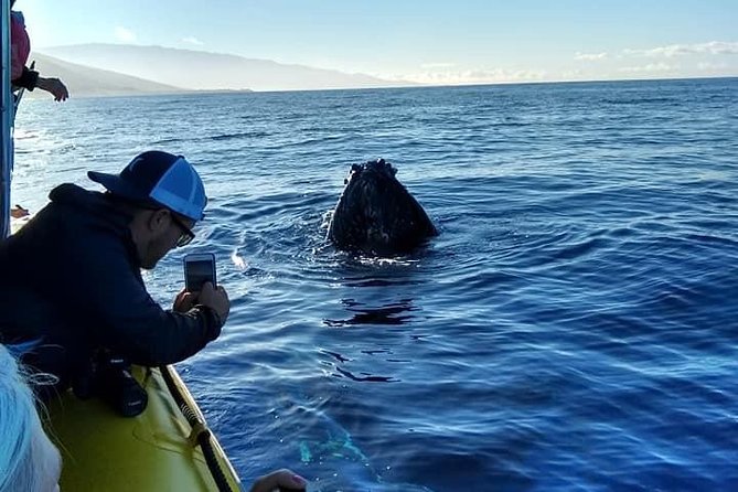 VIP (12 Guests ONLY) Ultimate Whale Watch - The strongest whale encounters