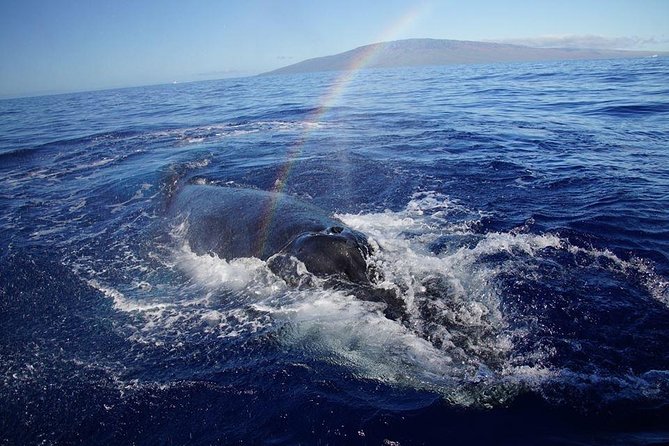 VIP (12 Guests ONLY) Ultimate Whale Watch - How the two-hour schedule feels