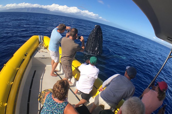 VIP (12 Guests ONLY) Ultimate Whale Watch - Price and what you receive for $125