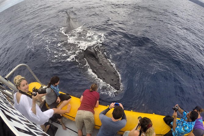 VIP (12 Guests ONLY) Ultimate Whale Watch - The ride is exciting, but not gentle