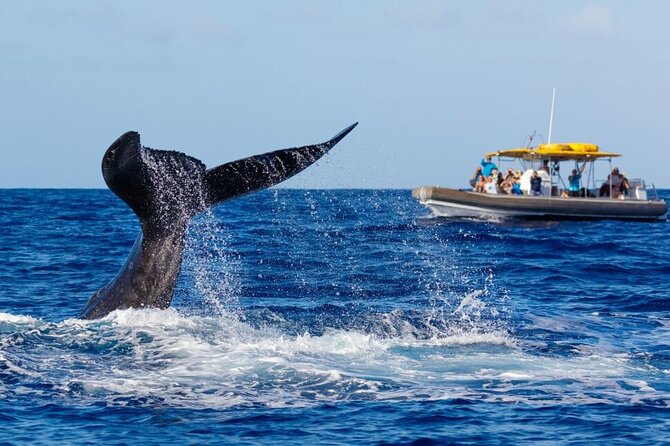 VIP Premiere Whale Watch Kaanapali Beach MAX 12 PASSENGERS - How much value you get for $129