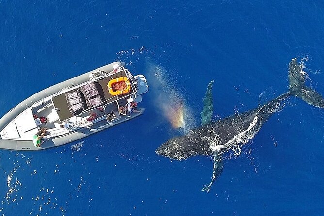 VIP Premiere Whale Watch Kaanapali Beach MAX 12 PASSENGERS - Captains, guides, and the information onboard