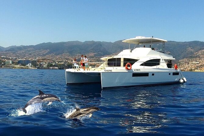 VipDolphins Luxury Whale Watching - Key points to know before sailing
