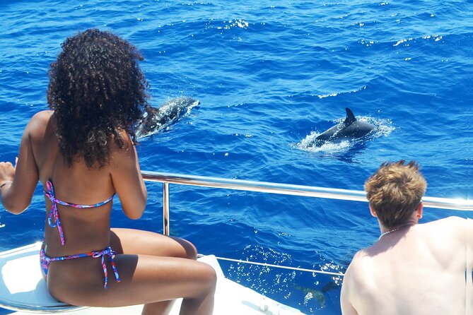 VipDolphins Luxury Whale Watching - Dolphin and pilot whale sightings