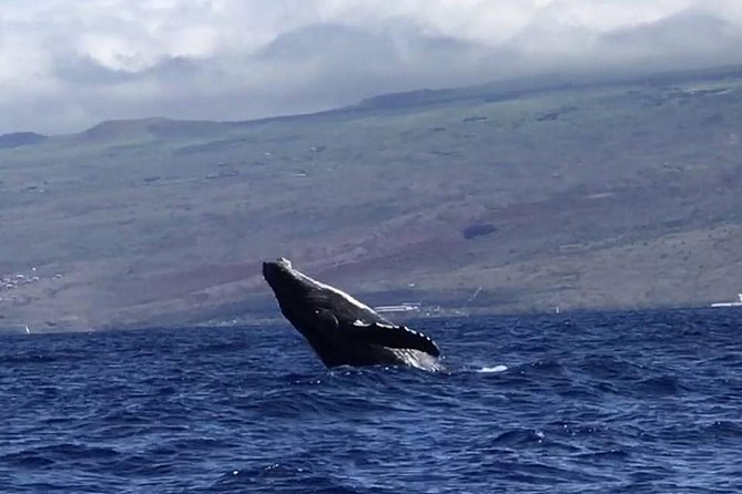 Waikiki Deluxe Catamaran Whale Watch - Leaving Kewalo Basin for Waikiki’s winter whales