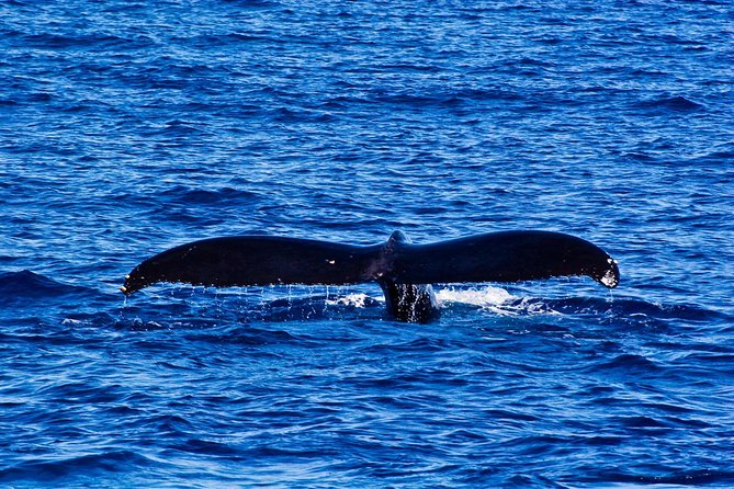 Waikiki Deluxe Catamaran Whale Watch - What the no-whale guarantee really means