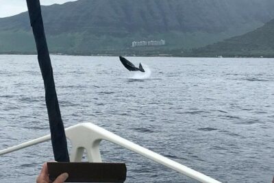 Waikiki Deluxe Catamaran Whale Watch