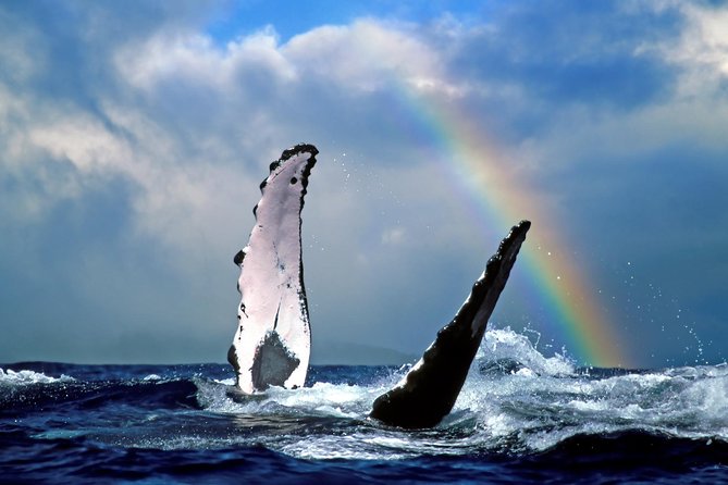 Waikiki Deluxe Catamaran Whale Watch - A crew that makes the ride better