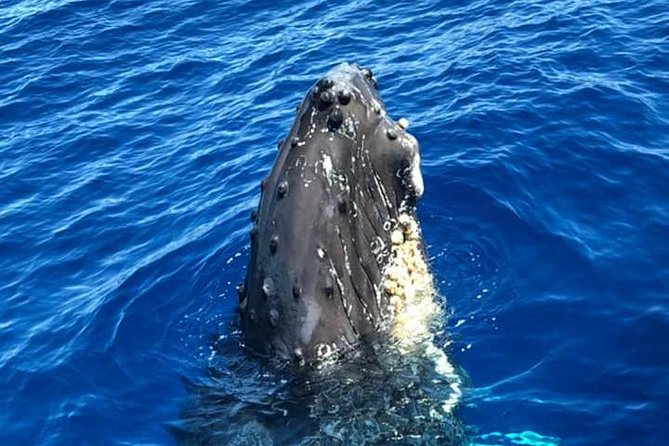Waikiki Deluxe Catamaran Whale Watch - Who will enjoy this cruise most?
