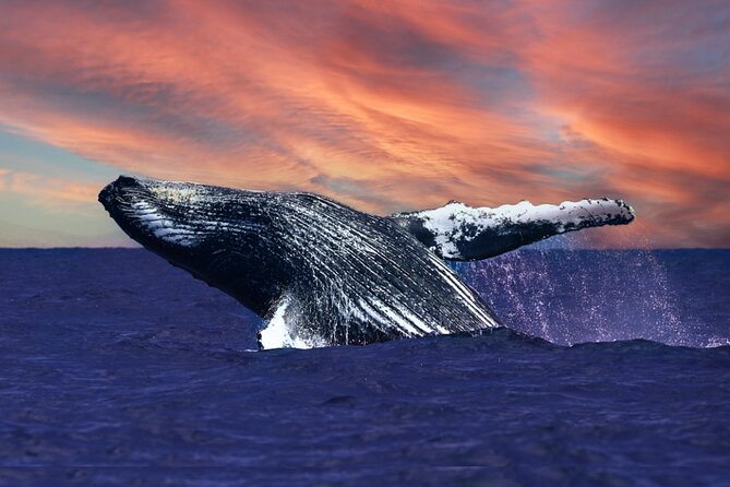 Waikiki, Oahu 2-Hour Whale Watching: Guaranteed Sightings - Key points before you book